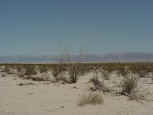 02desert.jpg (59792 bytes)