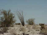 07ocotillo.jpg (79744 bytes)